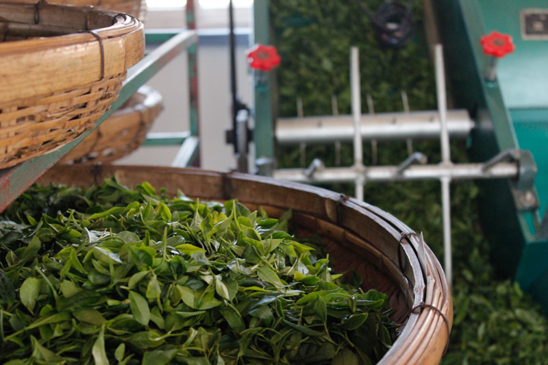 Melatih Kesabaran Melawan Siput